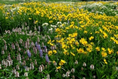 I wish this was my garden...