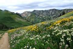 natural' garden in the Albion Basin