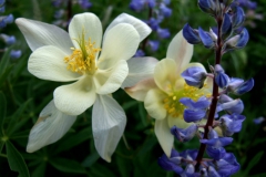 Aquilegia coerulea and Lupinus spp.