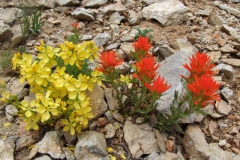 yellow flax and a Castilleja