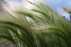 Hordeum jubatum in the wind