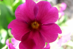 Primula parryi -  detail