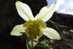 Aquilegia chrysantha