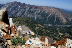 Erigeron spp. looking toward Snowbird