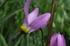 Dodecatheon pulchellum