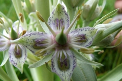 Frasera speciosa