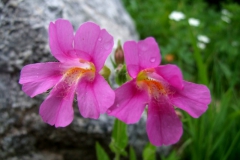 Mimulus lewisii