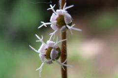 Mitella stauropetala