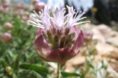 Monardella odoratissima