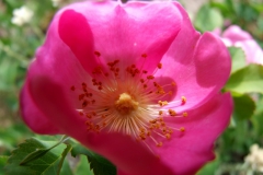 Rosa woodsii