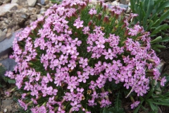 Silene acaulis