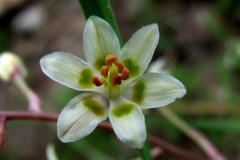 Zigadenus elegans