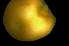 seed