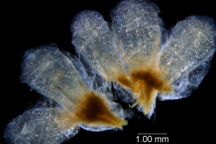 dissected calyx