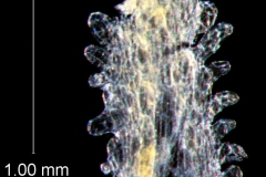 infrastaminal scales removed from corolla
