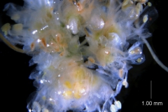 flower cluster