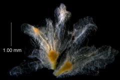 dissected calyx