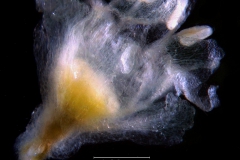 single flower with calyx