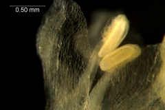 corolla lobes & anthers detail