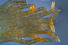 close up of infrastaminal scale