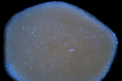 seed