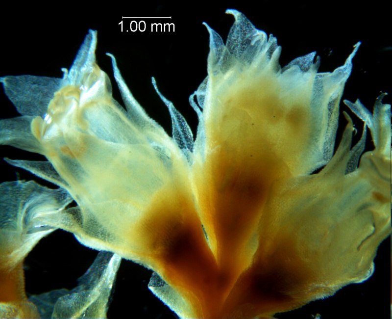 Cuscuta ortegana, fragment inflorescence