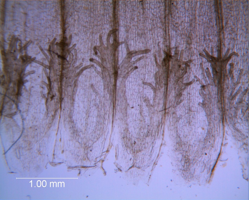 Cuscuta ortegana, infrastaminal scales