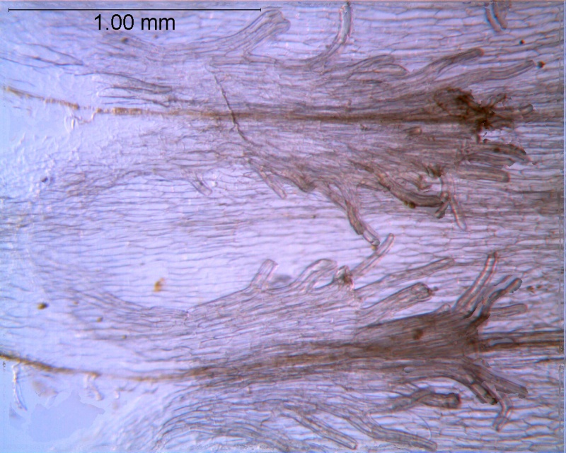 Cuscuta ortegana, infrastaminal scales