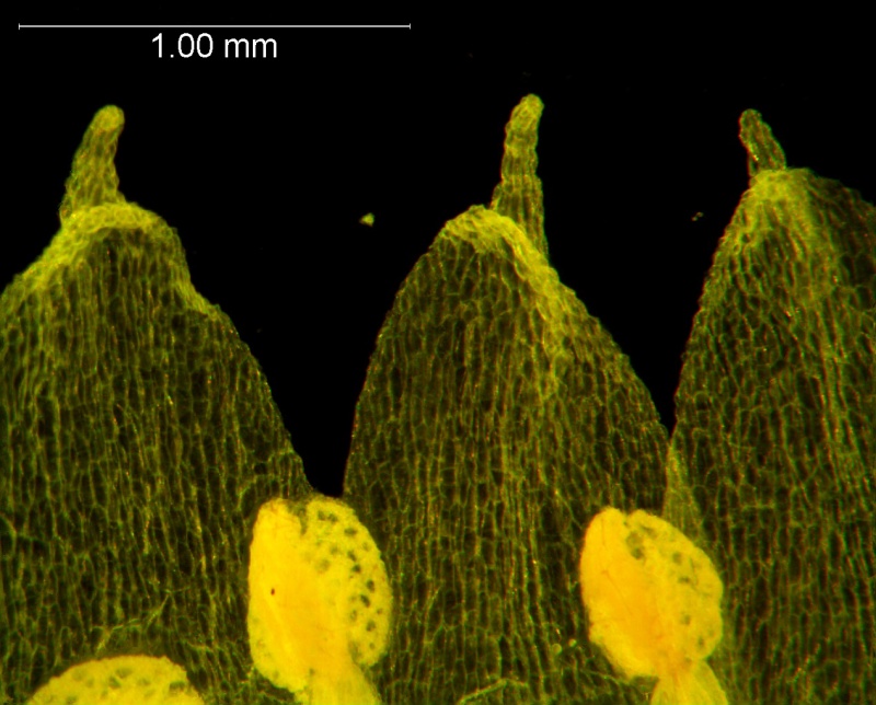 Cuscuta ortegana, corolla lobes