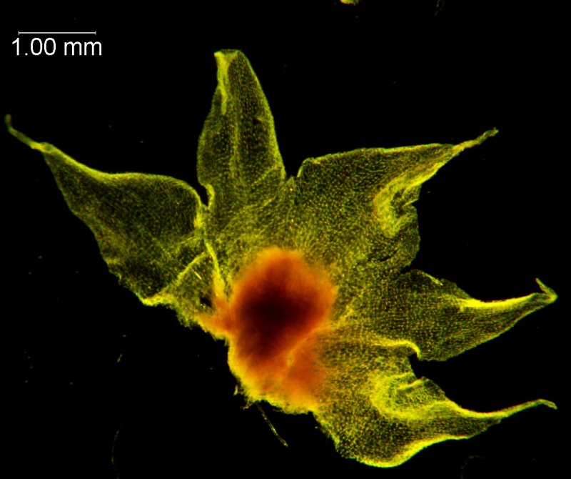 Cuscuta ortegana, calyx, dissescted