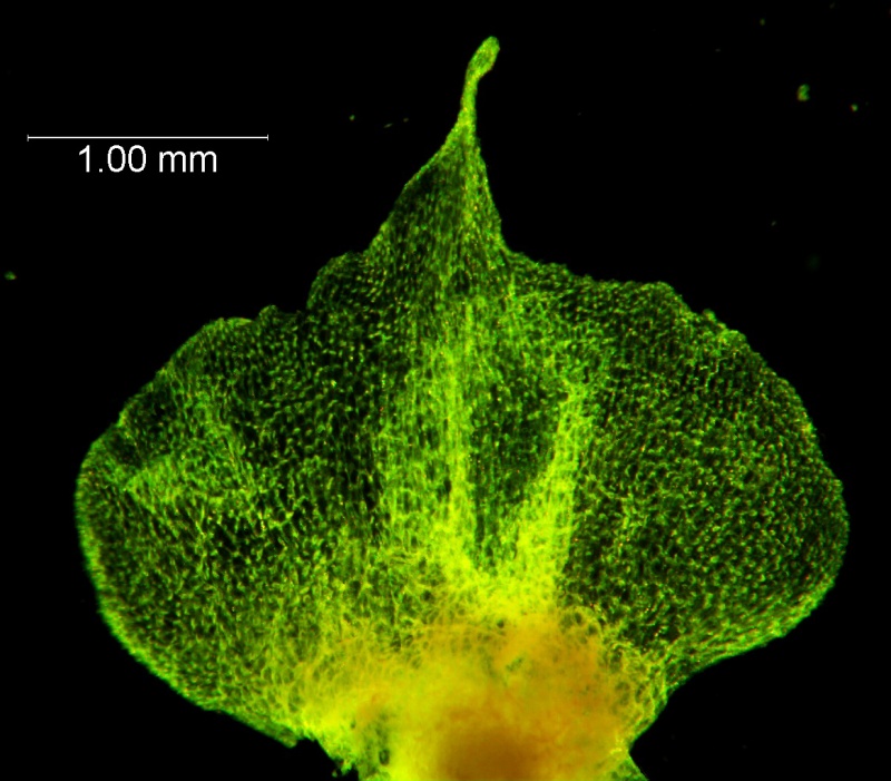 Cuscuta ortegana, bract