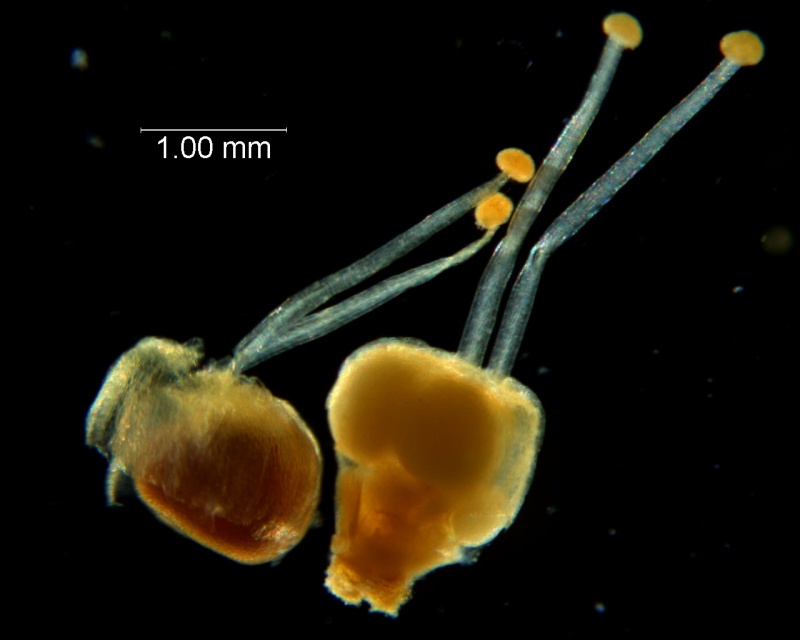 Cuscuta ortegana, gynoecia