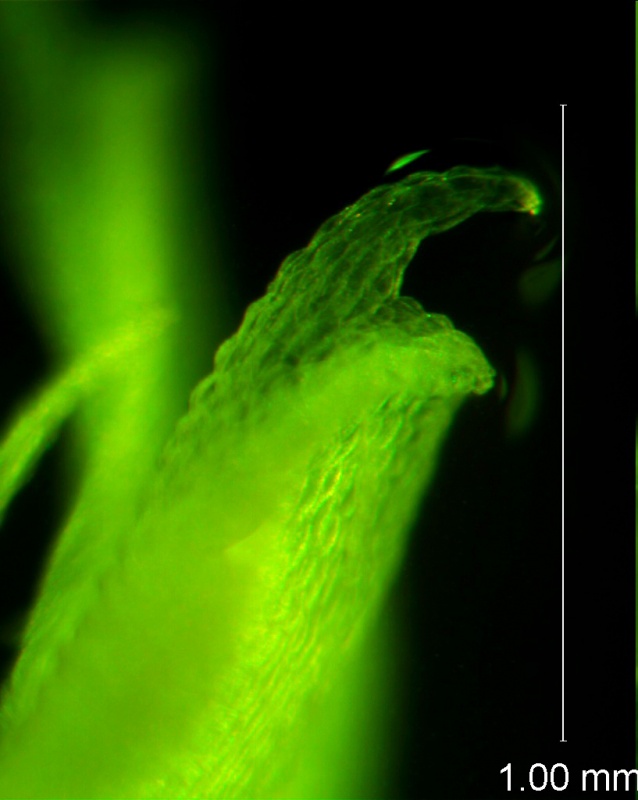 Cuscuta ortegana, detail corolla appendage