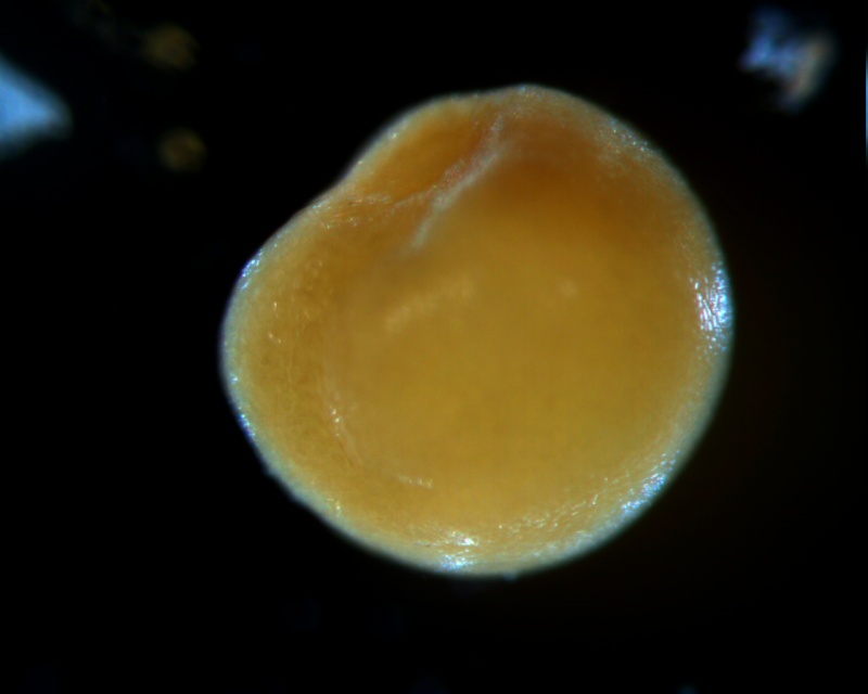 Cuscuta ortegana, seed