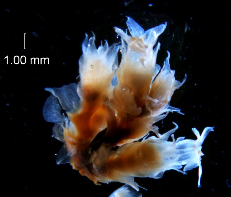 Cuscuta ortegana, inflorescence