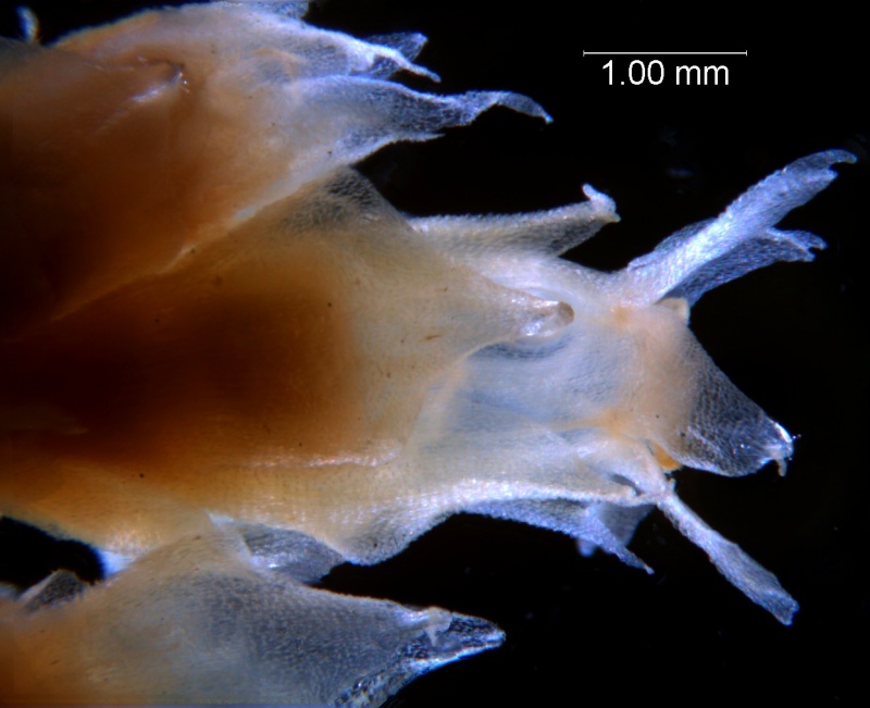 Cuscuta ortegana, flower