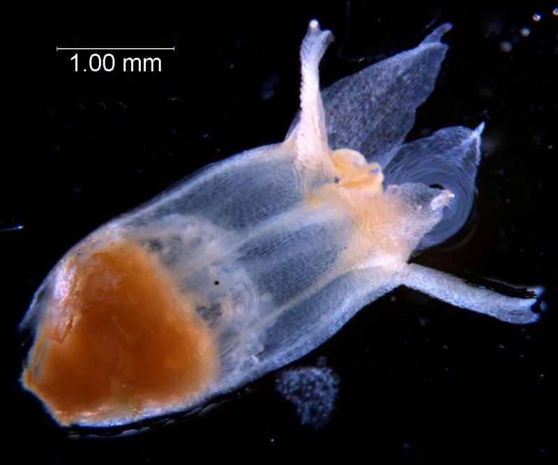 Cuscuta ortegana, corolla 3D