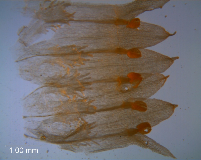 Cuscuta ortegana, corolla dissected