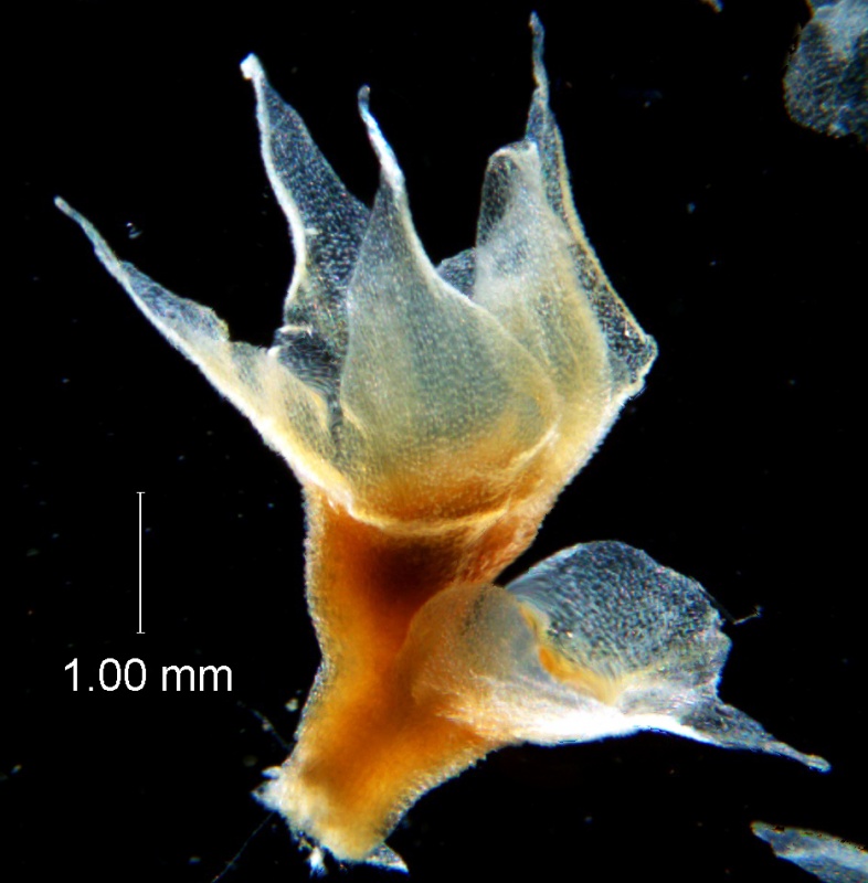 Cuscuta ortegana, calyx 3D & bract