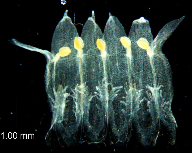 Cuscuta ortegana, corolla dissected