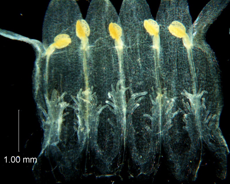 Cuscuta ortegana, corolla dissected