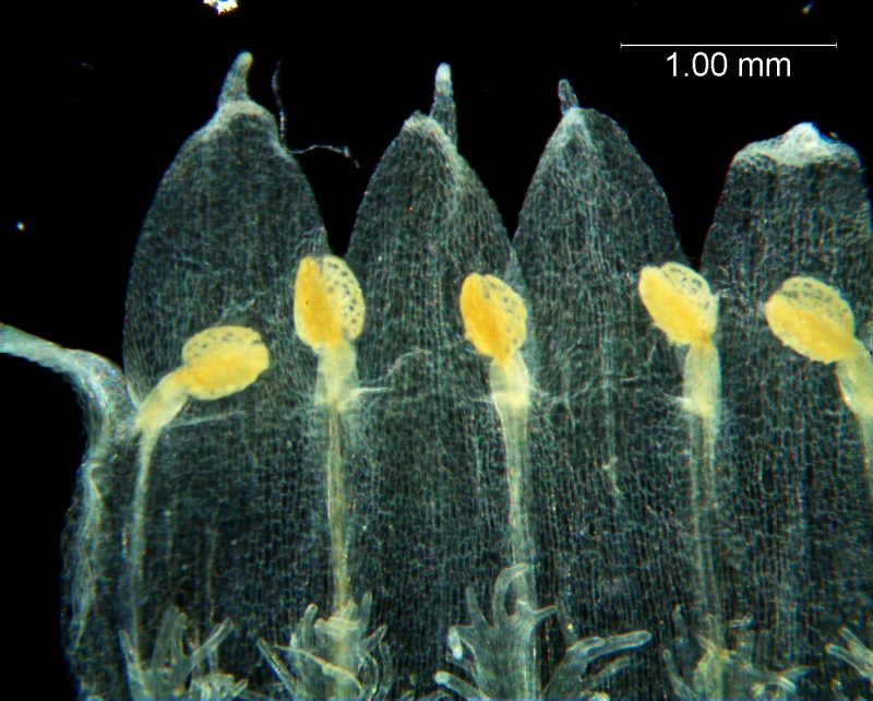 Cuscuta ortegana, corolla dissected