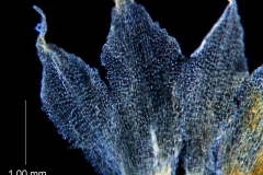 Cuscuta ortegana, calyx lobes