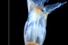 Cuscuta ortegana, corolla 3D