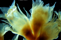 Cuscuta ortegana, fragment inflorescence