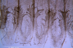 Cuscuta ortegana, infrastaminal scales