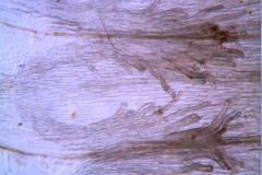 Cuscuta ortegana, infrastaminal scales