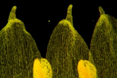 Cuscuta ortegana, corolla lobes