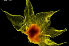 Cuscuta ortegana, calyx, dissescted