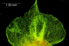 Cuscuta ortegana, bract